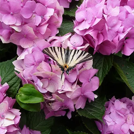 & Ertl بيت ضيافة